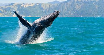Picture for category Dolphin and Whale