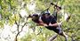 Picture of Giant Swing Cairns