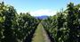 Picture of Half Day Food and Wine Tour – Hobart