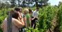 Picture of Half Day Food and Wine Tour – Hobart