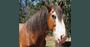 Picture of Personalised Jigsaw Puzzle - 500 piece (17”x19”)