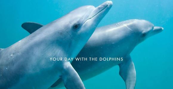Picture of Swim with Wild Dolphins - Margaret River