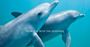 Picture of Swim with Wild Dolphins - Margaret River