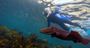 Picture of Manly Snorkelling Tour (Adult)