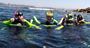Picture of Manly Snorkelling Tour (Adult)