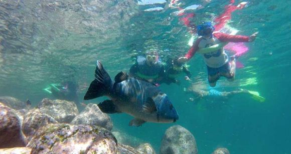 Picture of Manly Snorkelling Tour (Family Pass)