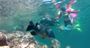 Picture of Manly Snorkelling Tour (Family Pass)