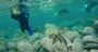 Picture of Manly Snorkelling Tour (Family Pass)