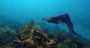 Picture of Manly Snorkelling Tour (Family Pass)