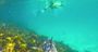 Picture of Manly Snorkelling Tour (Family Pass)