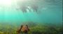 Picture of Manly Snorkelling Tour for Two