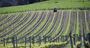 Picture of Home Hill Winery Restaurant Hobart