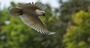 Picture of Private Tuition Wildlife Photography Workshop - Canberra (3 Hours)