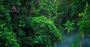 Picture of Jungle Surfing Canopy Tours Cairns