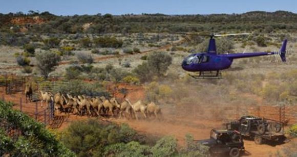 Picture of Helicopter Flight NT