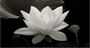 Picture of Lotus Medispa Melbourne