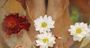 Picture of Ultimate indulgence Luxe Massage Treatment – Perth (1 Hour)