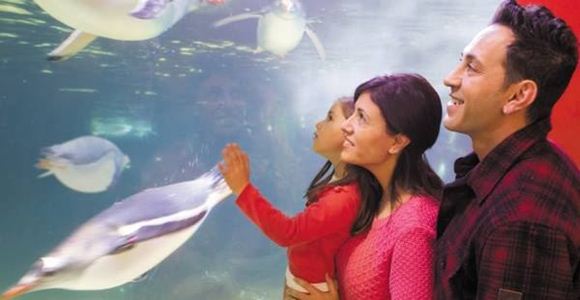 Picture of Melbourne Aquarium - General Admission (Adult)