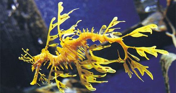 Picture of Melbourne Aquarium – Behind the Scenes Tour (Adult)