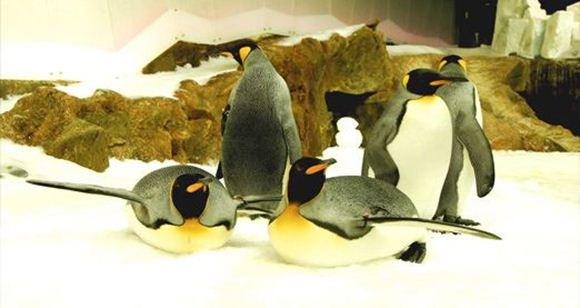 Picture of Penguin Passport (Melbourne Aquarium)