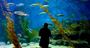 Picture of Penguin Passport (Melbourne Aquarium)