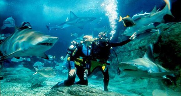 Picture of Shark Dive Xtreme – Certified Diver (Melbourne Aquarium)