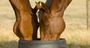 Picture of Horses, Wine & Beer Tour Melbourne
