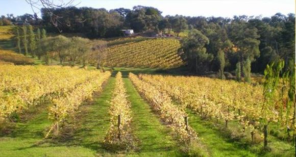 Picture of Macedon Ranges One Day Wine Tour