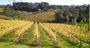 Picture of Macedon Ranges One Day Wine Tour