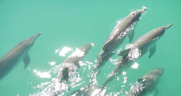 Picture of Monkey Mia Wildlife Cruise - Origin of the Mermaid Myth WA