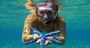 Picture of Rowley Shoals - Coral Atoll Cruise