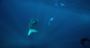 Picture of Ningaloo Whale Shark Research Expeditions WA