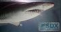 Picture of Shark Dive Xtreme SEA LIFE Sanctuary (Certified Divers)