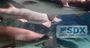 Picture of Shark Dive Xtreme SEA LIFE Sanctuary (Introductory Dive)