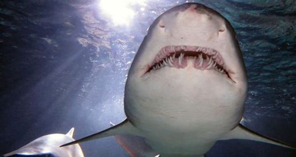 Picture of Shark Dive Xtreme at Manly SEA LIFE Sanctuary (Scuba Tune Up)