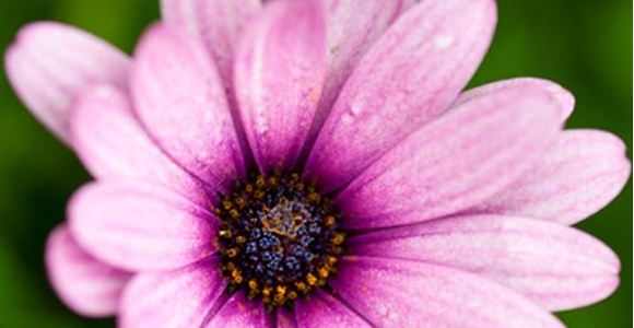 Picture of Digital SLR Photography Course - Melbourne