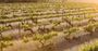 Picture of Penfolds Barossa Valley - Make Your Own Blend Experience
