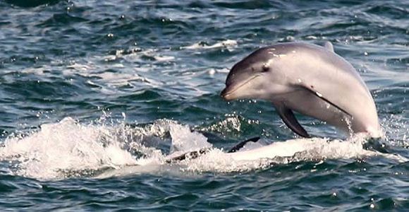 Picture of A Sightseeing Cruise with Bottlenose Dolphins (Adult) - Sorrento