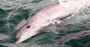 Picture of A Sightseeing Cruise with Bottlenose Dolphins (Adult) - Sorrento