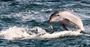 Picture of A Sightseeing Cruise with Bottlenose Dolphins (Child) - Sorrento