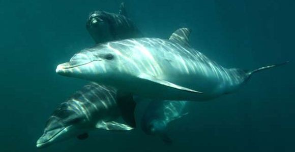 Picture of Swim with Dolphins Cruise - Sorrento