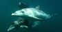 Picture of Swim with Dolphins Cruise - Sorrento