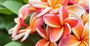 Picture of Frangipani Massage Treatment – Mobile Locations (90 Minutes)