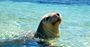 Picture of Seal and Penguin Islands Sea Kayak Day Tour (Child under 16)