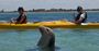 Picture of Seal and Penguin Islands Sea Kayak Day Tour (Child under 16)