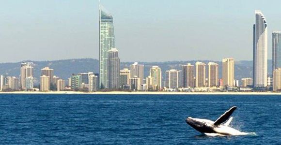 Picture of Spirit of Gold Coast Whale Watching (Child)