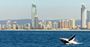 Picture of Spirit of Gold Coast Whale Watching (Child)