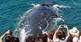 Picture of Spirit of Gold Coast Whale Watching (Family)