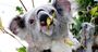 Picture of Breakfast with the Koala's (Child) - Sydney
