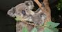 Picture of Sydney Wildlife World Entry (Child)